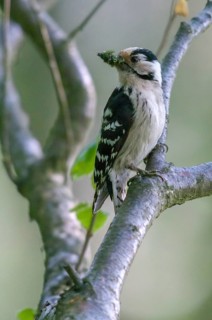 Dendrocopos minor, dryobates minor, small woodpecker, lesser spotted woodpecker, birds, female,