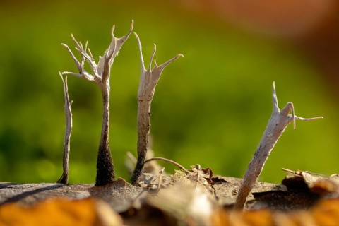 Antler-shaped wooden club, wooden club, xylaria hypoxylon, candlesnuff fungus, candlestick fungus,