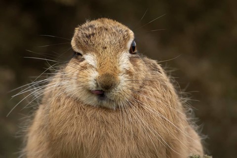 European brown hare (Lepus europaeus) adult animal head portrait, England, United Kingdom