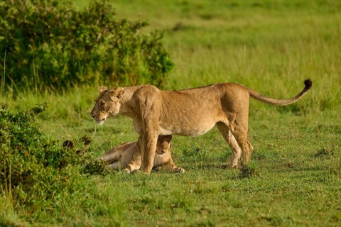 A lioness stands in the savannah, surrounded by grass and bushes, lion (Panthera leo), Masai Mara