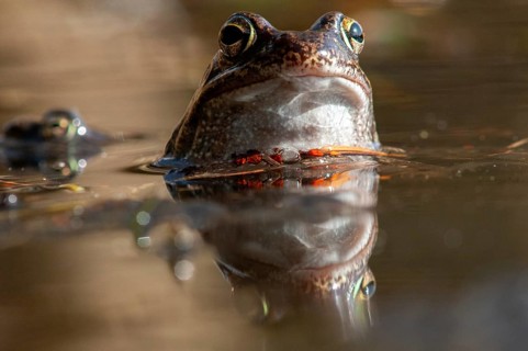 Common frog, common frog, rana temporaria, amphibians, amphibians, frog, frogs, spring, amphibians,
