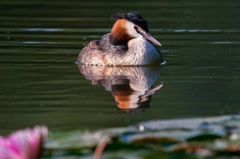 Great crested grebes, podiceps cristatus, birds, grebes, podicipedidae, divers, birds, waterbirds,