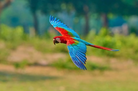 A colourful parrot flies close to the ground against a backdrop of bushes, Green-winged Macaw or