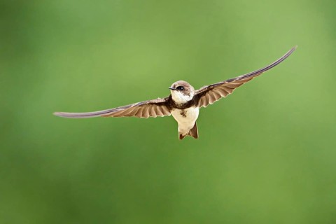 Sand martin (Riparia riparia), in flight, Reussegg nature reserve, Canton Aargau, Switzerland