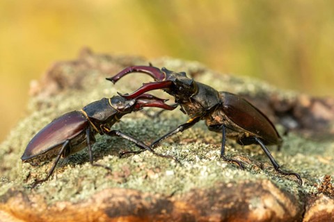 Thundergugi, firecracker, stag beetle, hornschröter, Lucanus cervus, Schröter, Beetle, Coleoptera,