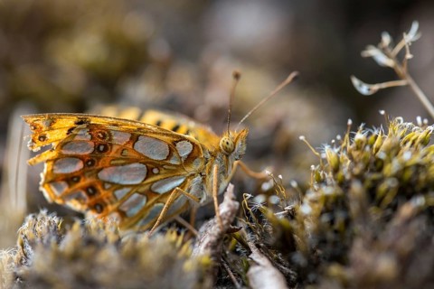 Argynnis Lathonia, Issoria Lathonia, Little Mother of Pearl Butterfly, Queen of Spain Fritillary,