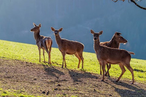 Three female red deer (Cervus elaphus) and a stag with velvet antlers stand backlit on a sunny
