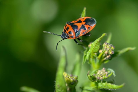 Eurydema ornata, Eurydema ornatum, vegetable bug, heteroptera, pentatomidae, ornamental bug,