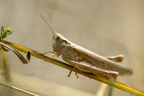 Acrididae, Caelifera, Chorthippus dorsatus, field locusts, gomphocerinae, short-feeler, steppe