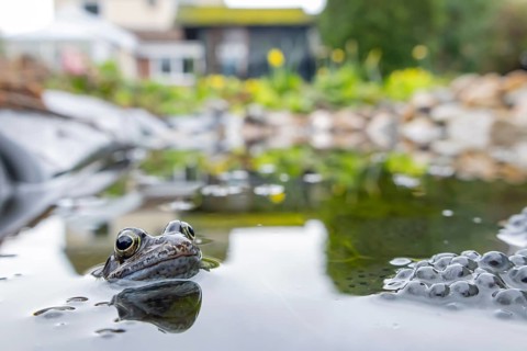 Common frog (Rana temporaria) adult amphibian and spawn eggs on the water surface of an urban