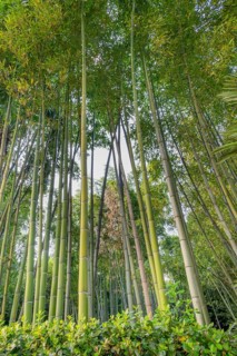 Looking up at the Bamboo Forest at Opatija's central garden, Angiolina Park. Opatija, Istria,