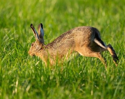 European hare (Lepus europaeus) running across a green meadow, wildlife, Lower Saxony, Germany