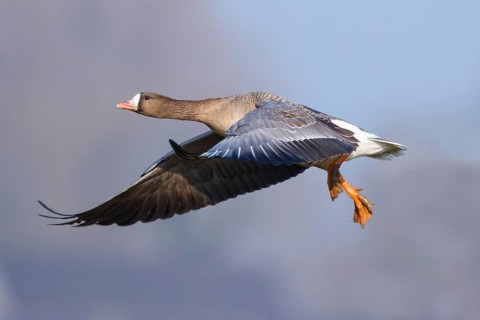 Greater White-fronted Goose (Anser albifrons) flying, North Rhine-Westphalia, Germany
