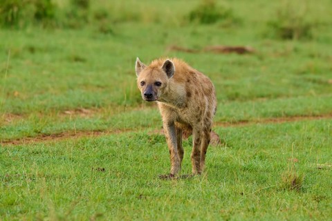 A hyena stands in a green meadow, looking curious, spotted hyena (Crocuta crocuta), Masai Mara