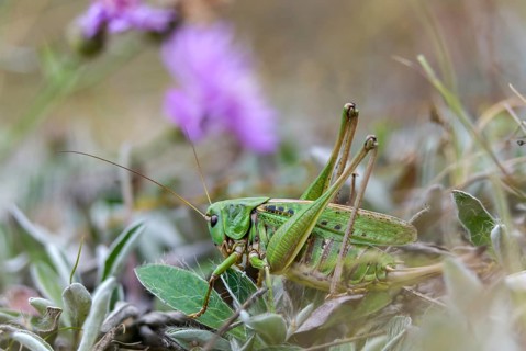 Decticus verrucivorus, deciduous locusts, wart biters, ensifera, female, grasshoppers, insects,