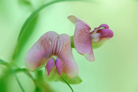 Lathyrus sylvestris, narrow-leaved everlasting-pea, Norfolk everlasting-pea, wild pea, flora,