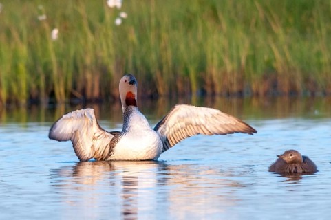 Finland, Gavia Stellata, Red-Throated Diver, Star Diver, Birds, Diver, Gaviidae, Grebe, Loons,