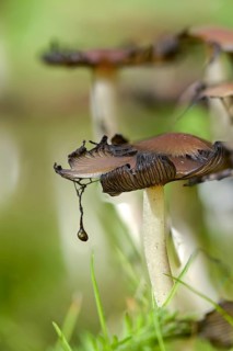 Coprinellus disseminatus, Coprinellus disseminatus agg, Coprinus disseminatus, sown tintling, fairy