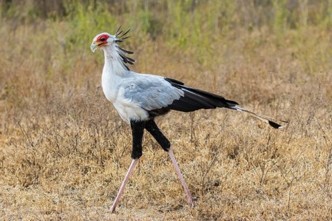Secretary Bird (Sagittarius serpentarius) walking through grassland in Lake Nakuru, Kenya