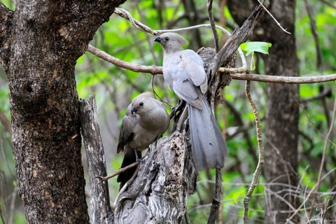 Grey Go-away-bird (Crinifer concolor), Grey Go-away-bird, subadult, half-grown, two, siblings, on a
