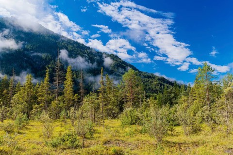 A forest on the banks of the Isar on a sunny morning. Isartal Nature Reserve. Bavaria, Germany