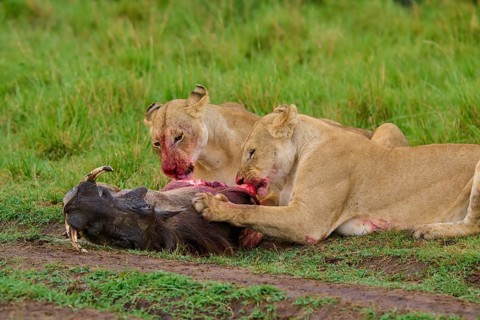 Two hungry lions devouring their prey, the focus is on the intensity of the scene, warthog