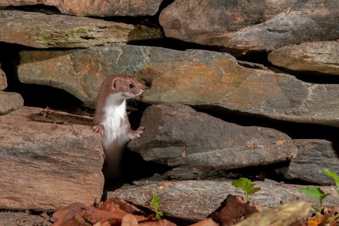 Carnivora, least weasel, mouse weasel, mustela nivalis, predators, dry-stone wall, mammals,