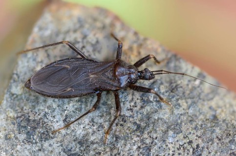 Large predatory bug, heteroptera, Reduviidae, Reduvius personatus, dust bug, insects, masked