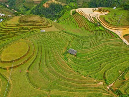 Aerial view of rice terraces setting new fresh green rice, new fresh green rice seedlings at Mù