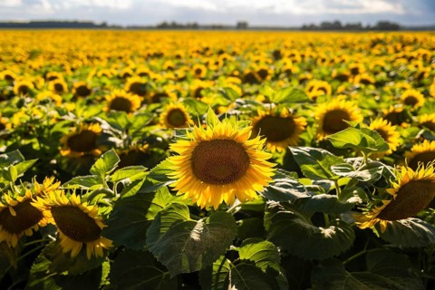 Wide view of blooming sunflower (Helianthus annuus) field on a sunny summer day with thousands of