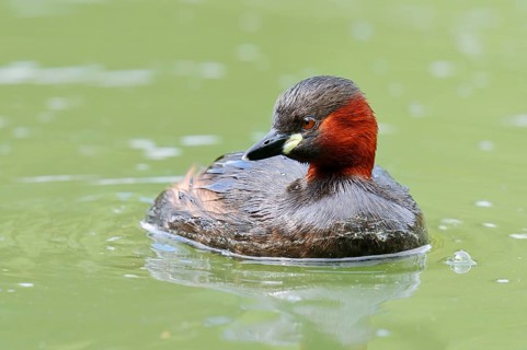 Little grebe (Tachybaptus ruficollis), swimming, North Rhine-Westphalia, Germany