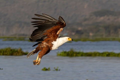 African fish eagle (Haliaeetus vocifer) flying with talons stretched out to catch a fish, Lake