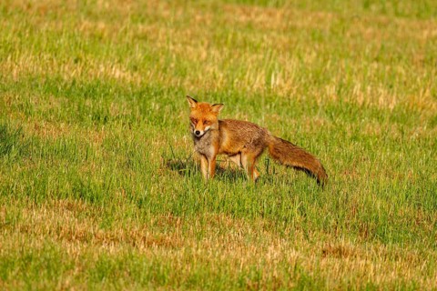 Red fox (Vulpes vulpes), Vulkaneifel, Rhineland-Palatinate, Germany