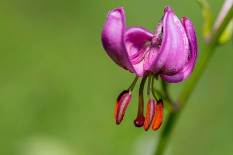 Liliaceae, Lily Family, Lilium Martagon, Turk's Cap Lily, Turkish League Lily, Flora, Martagon