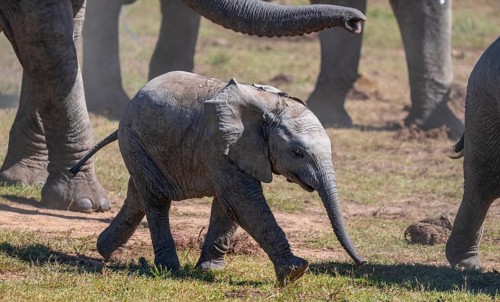 Cute little elephant, young animal under mother, African elephants (Loxodonta africana), Addo