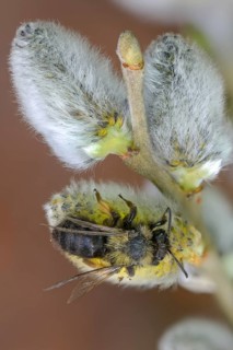 Andrena vaga, Andrenidae, floodplain sand bee, grey-backed mining bee, hymenoptera, sand bee,