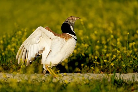 Little Bustard (Tetrax tetrax), at a courtship site amongst a stand of Sharp-seeded Diplotaxis