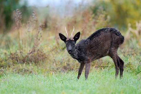 European roe deer (Capreolus capreolus), a black roebuck standing in a meadow, Lower Saxony,
