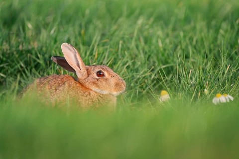 Wild rabbit (Oryctolagus cuniculus), North Rhine-Westphalia, Germany