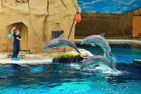 Delfinshow, Delfinarium Duisburg, Duisburg, North Rhine-Westphalia, Germany