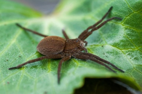 Araneomorphae, Dolomedes Plantarius, ridged water spider, moor hunting spider, predatory spiders,