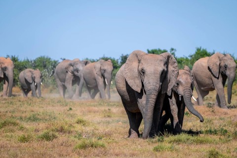 Herd of African elephants (Loxodonta africana), Addo Elephant National Park, Eastern Cape, South