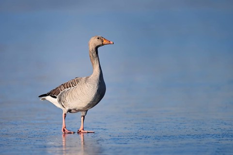 A greylag goose (Anser anser) stands on the ice of a frozen lake, North Rhine-Westphalia, Germany