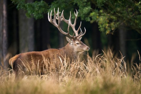 Artiodactyla, Cervus Elaphus, even-toed ungulate, cloven-hoofed, red deer, red deer, rotting, deer,
