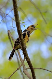 Crested Bart's Bird (Trachyphonus vaillantii), Black-backed Bart's Bird, adult, perch, tree,