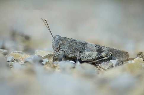 Acrididae, caelifera, field locusts, gomphocerinae, grasshoppers, short-feeler, Oedipoda germanica,