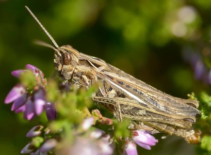 Acrididae, caelifera, field locusts, gomphocerinae, grasshoppers, short-feeler, nightingale