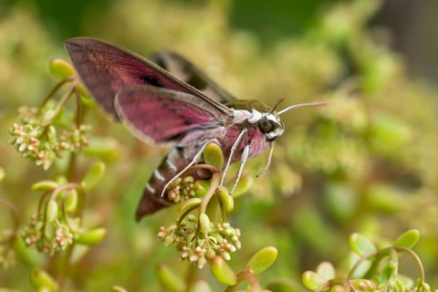 Hyles euphorbiae, milkweed swarmers, butterfly, insects, moths, moths, moths, butterfly, swarmer,