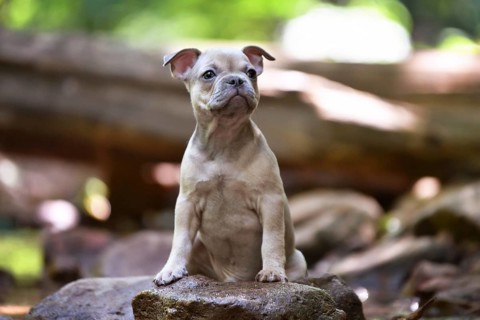 Blue fawn French Bulldog dog puppy with floppy ears in forest nature