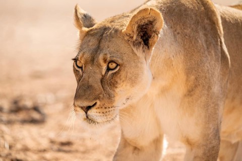 Lioness (Panthera leo) walking towards camera, Kgalagadi Transfrontier National Park, Northern